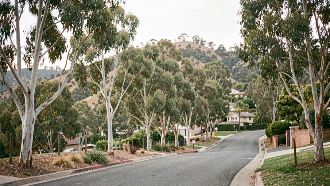 Eucalyptus rows along a winding residential lane climbing through the Rancho Santa Fe hills